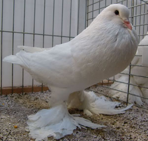  White