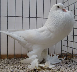  White