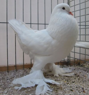  White
