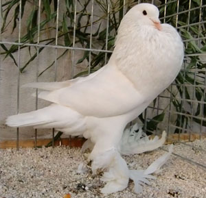  White