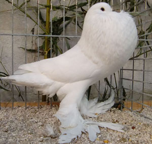  White
