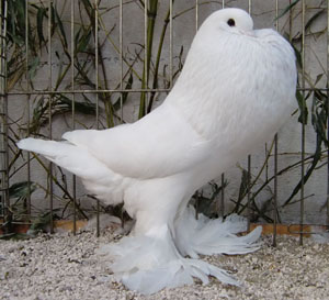  White