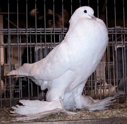 White White