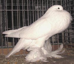 White White