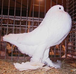 White White