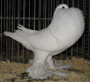 White White
