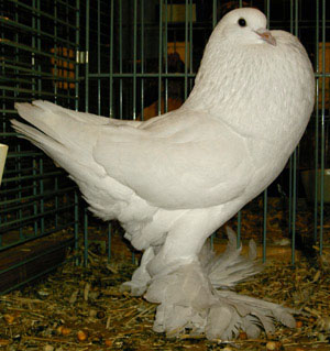 White White
