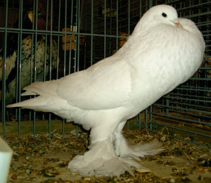 White White