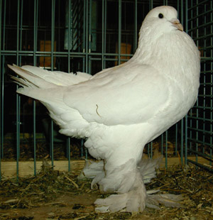 White White