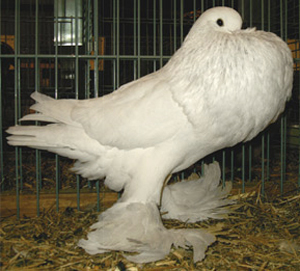 White White