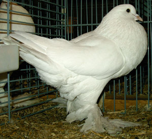 White White
