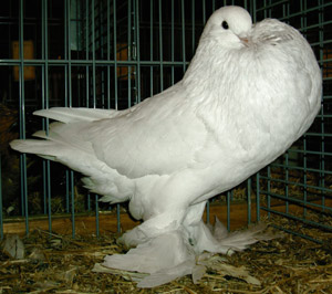 White White