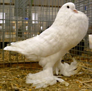 White White