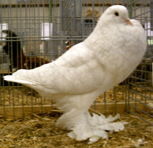White White
