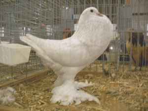 White White