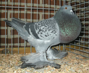 Ghent Cropper Checked Blue
