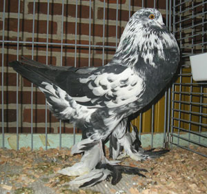 Ghent Cropper Black Mottled