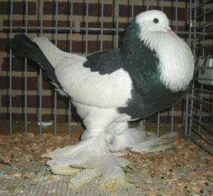 Ghent Cropper Dominican Black