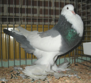 Ghent Cropper Dominican Blue