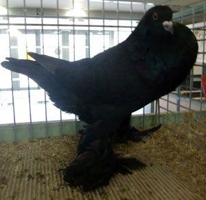 Black Black