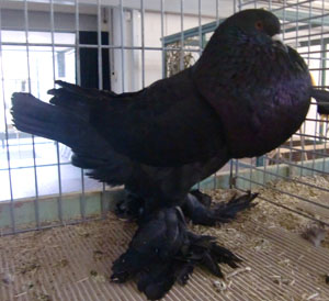 Black Black