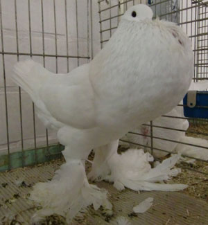 White White