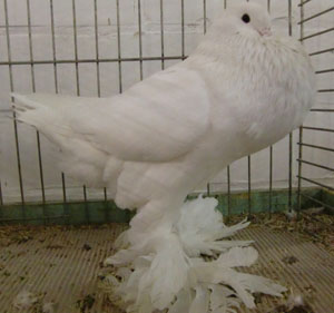 White White