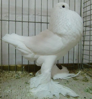 White White