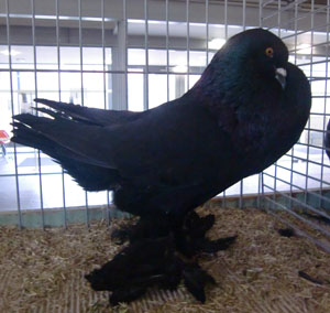 Black Black