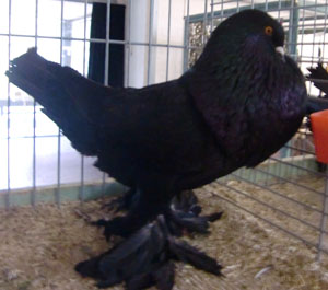 Black Black