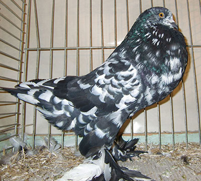 Ghent Cropper Black Mottled Ghent Cropper Black Mottled