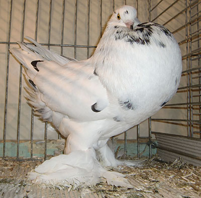Ghent Cropper Black Mottled Ghent Cropper Black Mottled