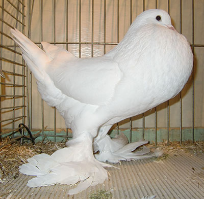 Ghent Cropper White Ghent Cropper White