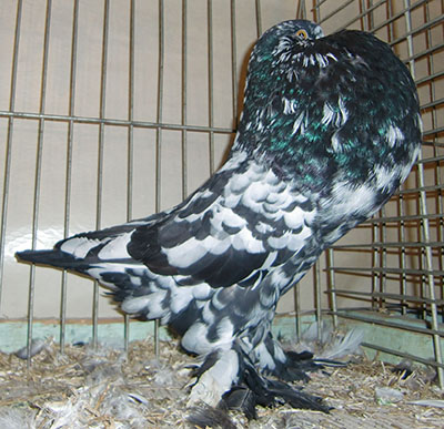 Ghent Cropper Black Mottled Ghent Cropper Black Mottled