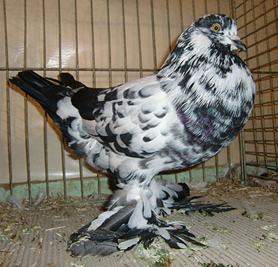 Ghent Cropper Black Mottled Ghent Cropper Black Mottled