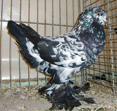Ghent Cropper Black Tigered Ghent Cropper Black Tigered