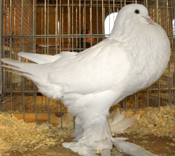 White White