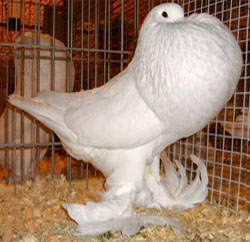 White White