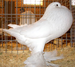 White White