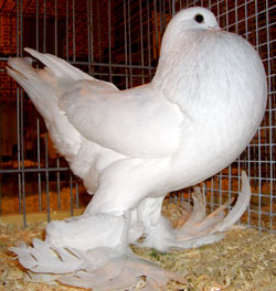 White White