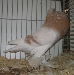  Ash Yellow Pied