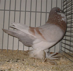  Ash Yellow Pied