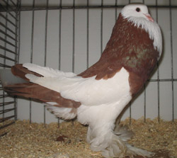 Dominican Red