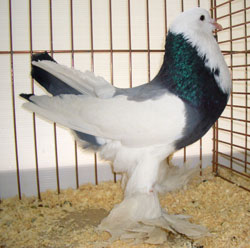 Gentse kropper Dominicaan Blauw 