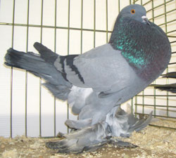 Gentse kropper Blauw zwartgeband