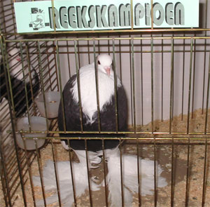 Gentse kropper Dominicaan Zwart