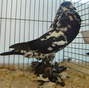 Ghent Cropper Black Mottled Ghent Cropper Black Mottled