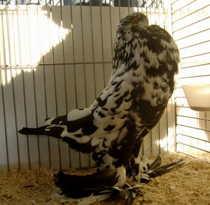 Ghent Cropper Black Mottled Ghent Cropper Black Mottled