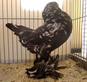 Ghent Cropper Black Mottled Ghent Cropper Black Mottled