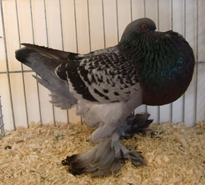 Ghent Cropper Checked Blue Ghent Cropper Checked Blue